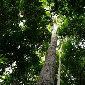 Corporate Actions Trees