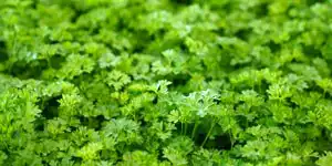 Bioplants Hot Melt Coding Cardboard Markem Imaje Bioplants Hot Melt Coding Cardboard Markem-Imaje